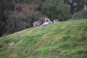 Japanese Macaque 1