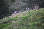 Japanese Macaque 2