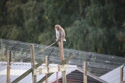 Japanese Macaque 3