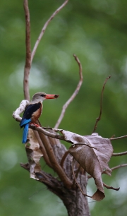 Kingfisher
