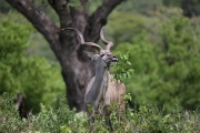 Kudu