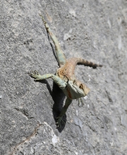 Lizard 2