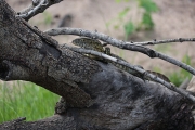 Lizard 3