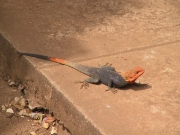 Lizard 1
