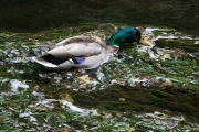 Mallard