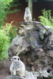 Meerkats