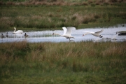 Mute swans