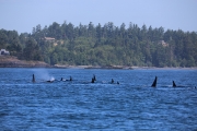 Orca Whales 2