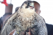 Peregrine Falcon 1