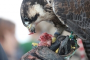 Peregrine Falcon 2
