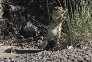 Prairie Dog 1