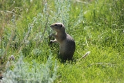 Prairie Dog 2