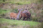 Red Deer 8