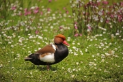 Red-crested pochard