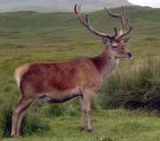 Red deer 1