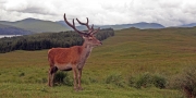 Red deer 2
