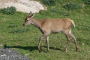Red deer 3