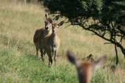 Red deer 4