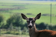 Red deer 5