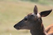 Red deer 6