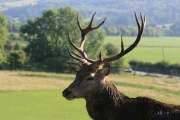 Red deer 7