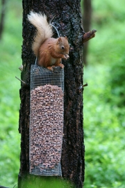 Red Squirrel 1