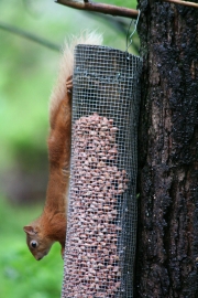 Red squirrel 2