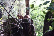 Red squirrel 3