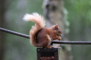 Red Squirrel 4