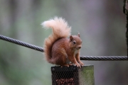 Red Squirrel 5