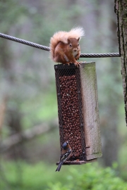 Red Squirrel 6