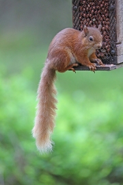 Red Squirrel 7