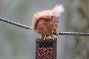 Red Squirrel 8