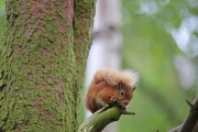 Red Squirrel 9