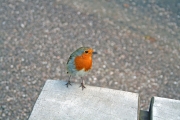 Robin 1