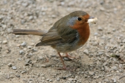 Robin 2