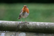 Robin 3