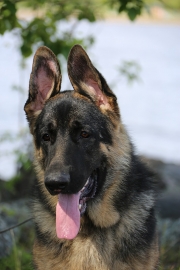 Ryder
