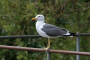 Seagull