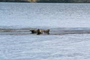 Seal 1