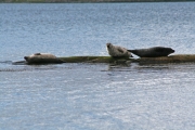 Seal 2
