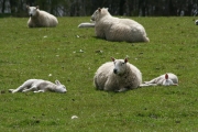 Sleeping lambs
