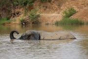 Swimming Elephant