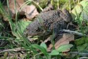 Toad 1