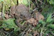 Toad 2