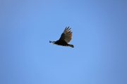 Turkey Vulture 1
