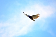 Turkey Vulture 2