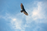 Turkey Vulture 3