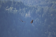 Turkey Vulture 4
