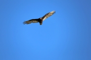 Turkey Vulture 5
